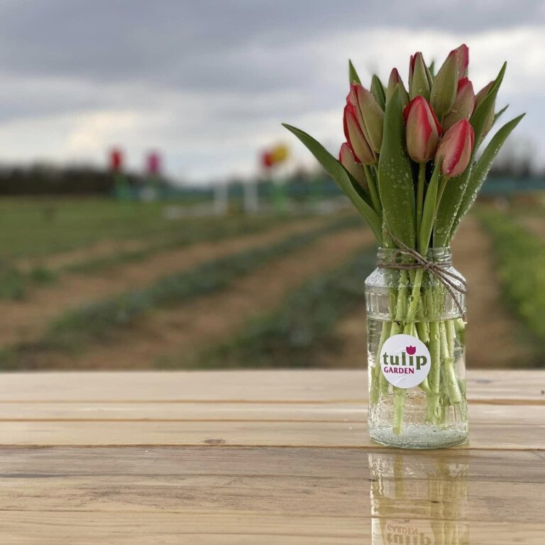 -20% kedvezmény TULIPENGŐVEL