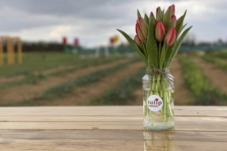 -20% kedvezmény TULIPENGŐVEL