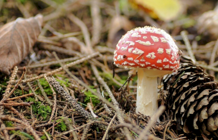 Gombaismereti túra