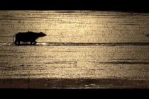 Nagyszéksós ébredése - Mórahalom ezer arca