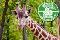 Húsvéti tojásvadászat