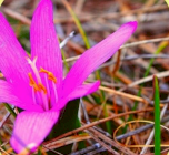 Nyáresti séták Tündérboszival
